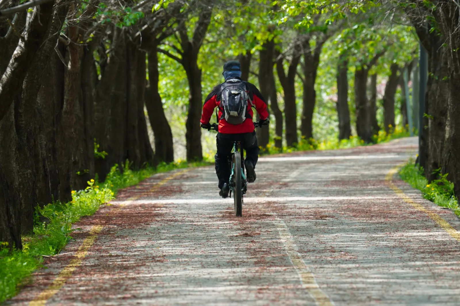 Back view of a cyclist on a forest path surrounded by trees on a sunny spring day.